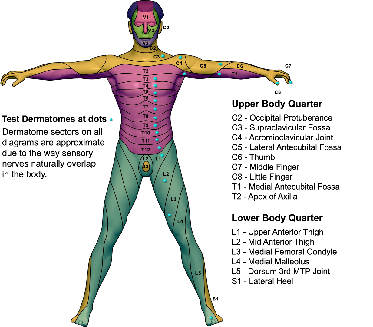 Related image of L4 Dermatome Map.