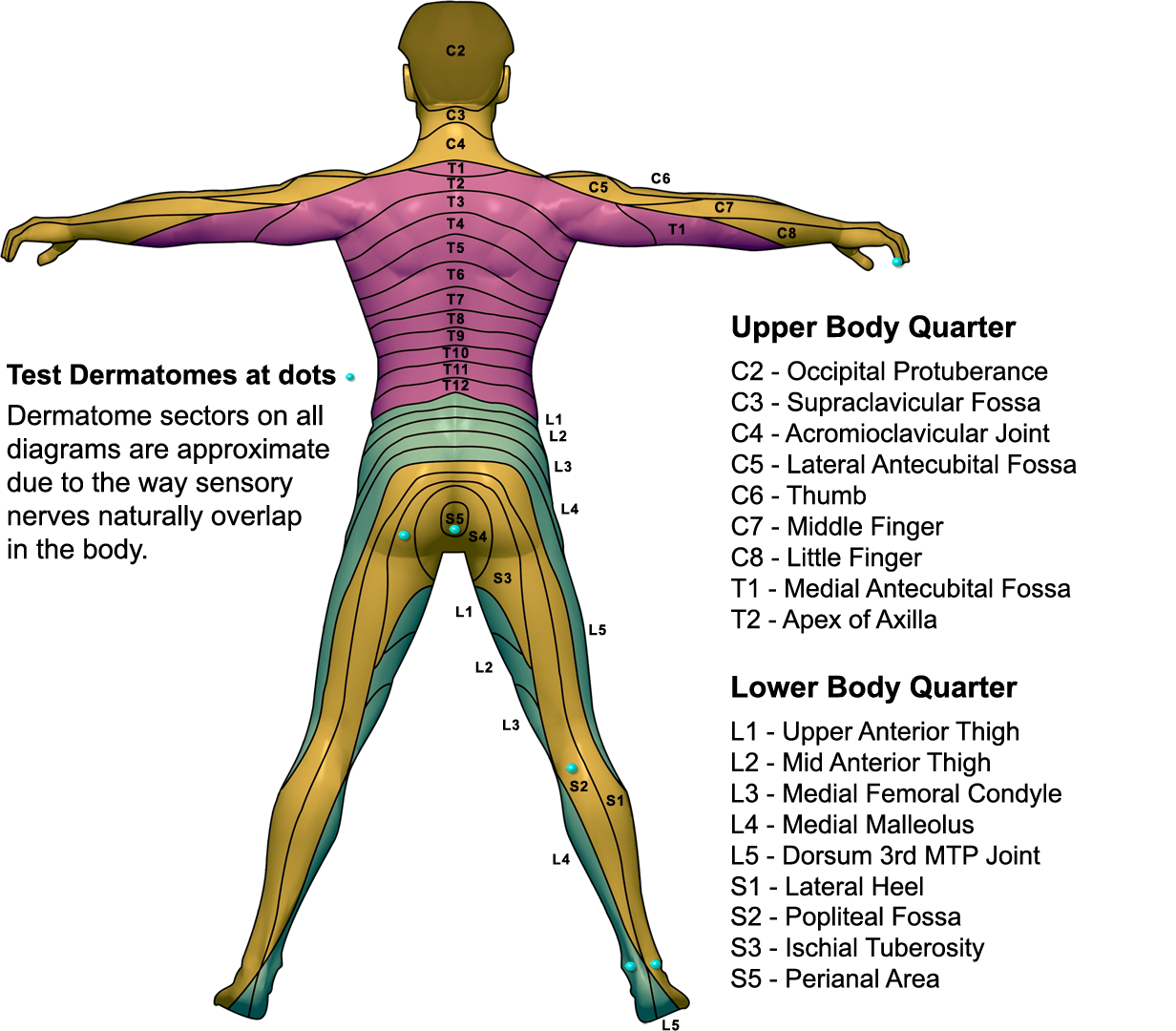 Cervical Spine Anatomy Video Dermatomes Chart And Map | Sexiz Pix
