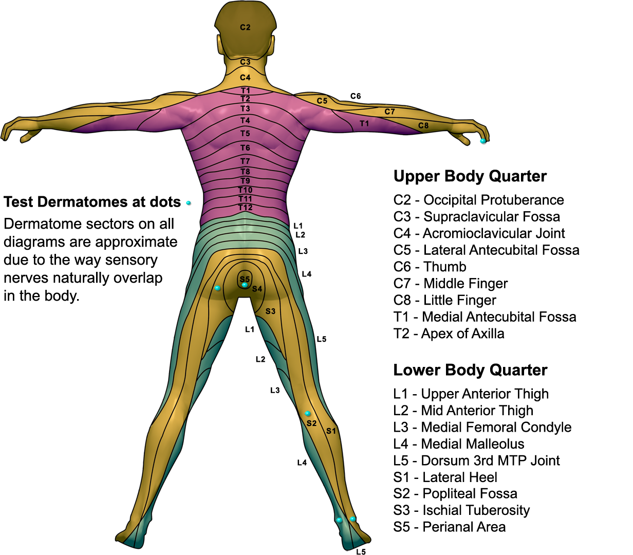 Dermatome Map Head And Neck